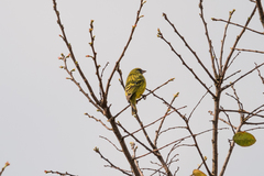 Crithagra hyposticta