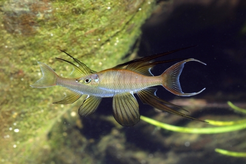 Blind Cave Fish