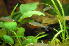 Papuan Threadfin Rainbowfish photo 1