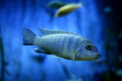 Malawi Blue Cichlid photo 4