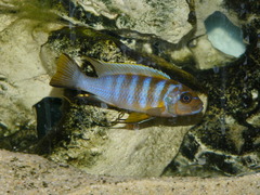 Malawi Blue Cichlid photo 5