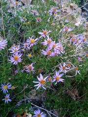 Felicia brevifolia