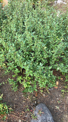 Shepherdia canadensis