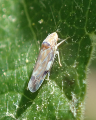 Erasmoneura variabilis