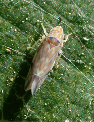 Erasmoneura variabilis