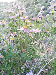 Felicia brevifolia