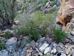 Felicia brevifolia