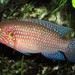 Jewel Cichlid - Photo (c) 
Nicolas COUTHOUIS, some rights reserved (CC BY-SA)