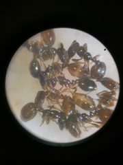 Monomorium monomorium