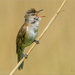 Great Reed Warbler - Photo (c) Анна Голубева, some rights reserved (CC BY-NC-ND), uploaded by Анна Голубева