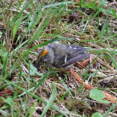 Regulus regulus azoricus