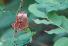 Abisara saturata