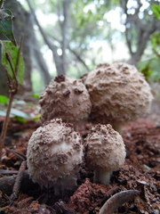Coniolepiota