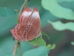 Abisara saturata