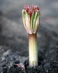 Scadoxus multiflorus