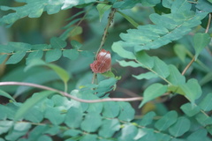 Abisara saturata