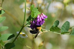 Xylocopa appendiculata