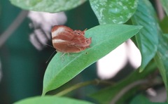 Abisara saturata