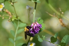 Xylocopa appendiculata