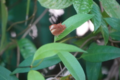 Abisara saturata