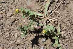 Camissoniopsis micrantha