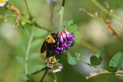Xylocopa appendiculata