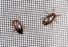 Hydroporus angustatus