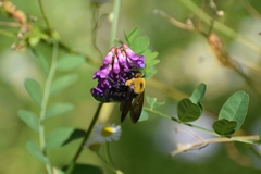 Xylocopa appendiculata