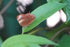 Abisara saturata