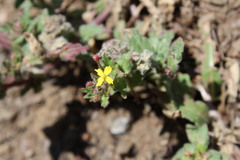 Camissoniopsis micrantha