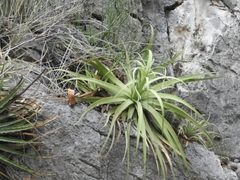 Agave bracteosa