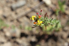 Camissoniopsis micrantha