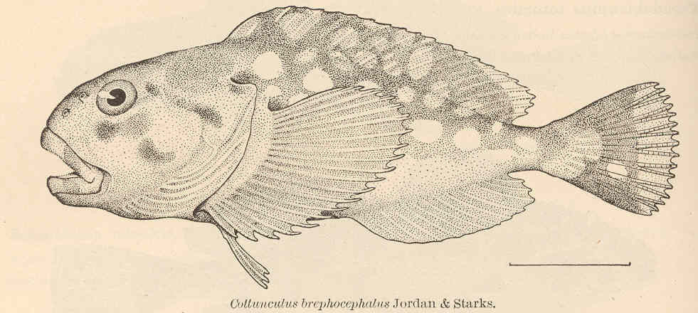 Ebinania