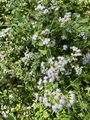 Conoclinium coelestinum