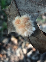 Callirhytis infuscata