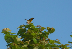 Icterus mesomelas