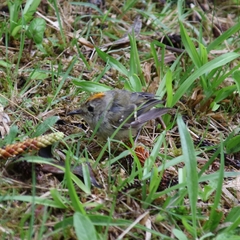 Regulus regulus azoricus