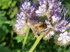 Bombus pascuorum
