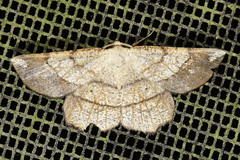 Euchlaena amoenaria