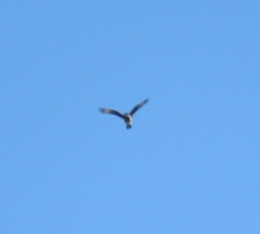 Daptrius chimango temucoensis