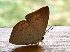 Curetis santana