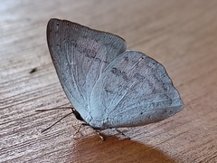 Curetis santana