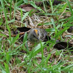 Regulus regulus azoricus