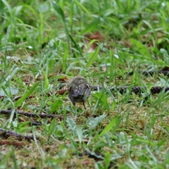 Regulus regulus azoricus