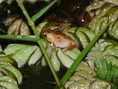 Dendropsophus minutus