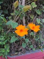 Thunbergia gregorii