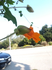 Thunbergia gregorii