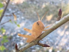 Anacridium aegyptium