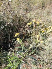 Jacobaea paludosa paludosa