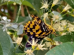 Dysphania subrepleta